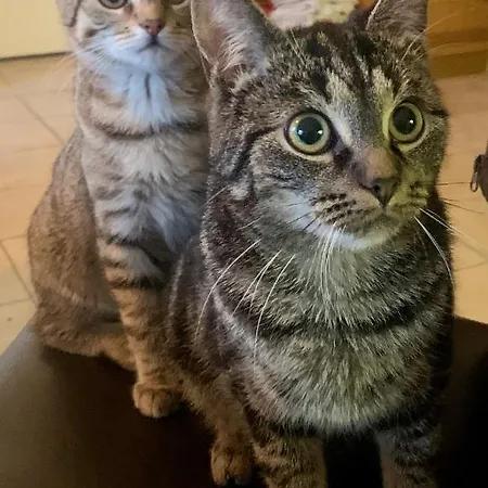 Nussbaumhof Mit Koppel Hétvégi ház