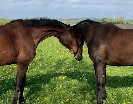 Nussbaumhof Mit Koppel Hétvégi ház Plath