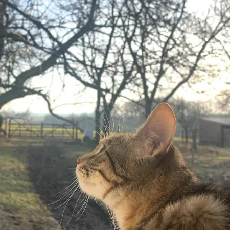 Nussbaumhof Mit Koppel Hétvégi ház