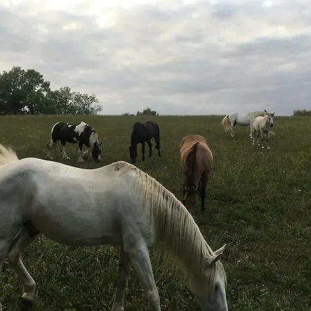 Nussbaumhof Mit Koppel