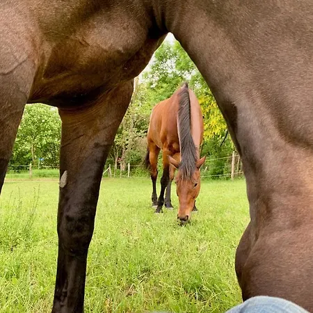 בית כפרי Nussbaumhof Mit Koppel *