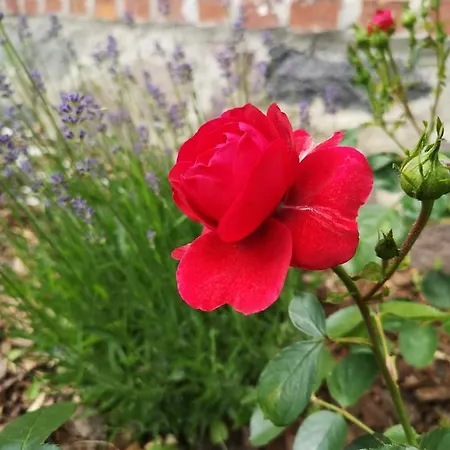 Nussbaumhof Mit Koppel בית כפרי