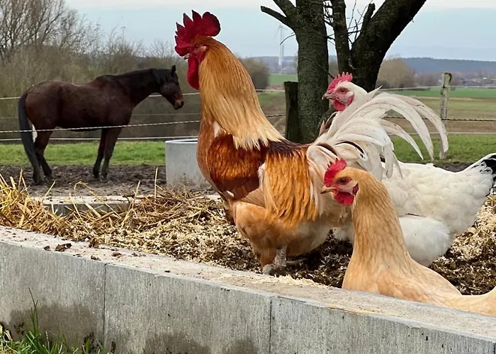 Nussbaumhof Mit Koppel * Plath